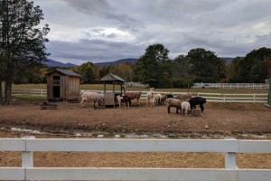 Kaaterskill Inn Farm Animals 2019
